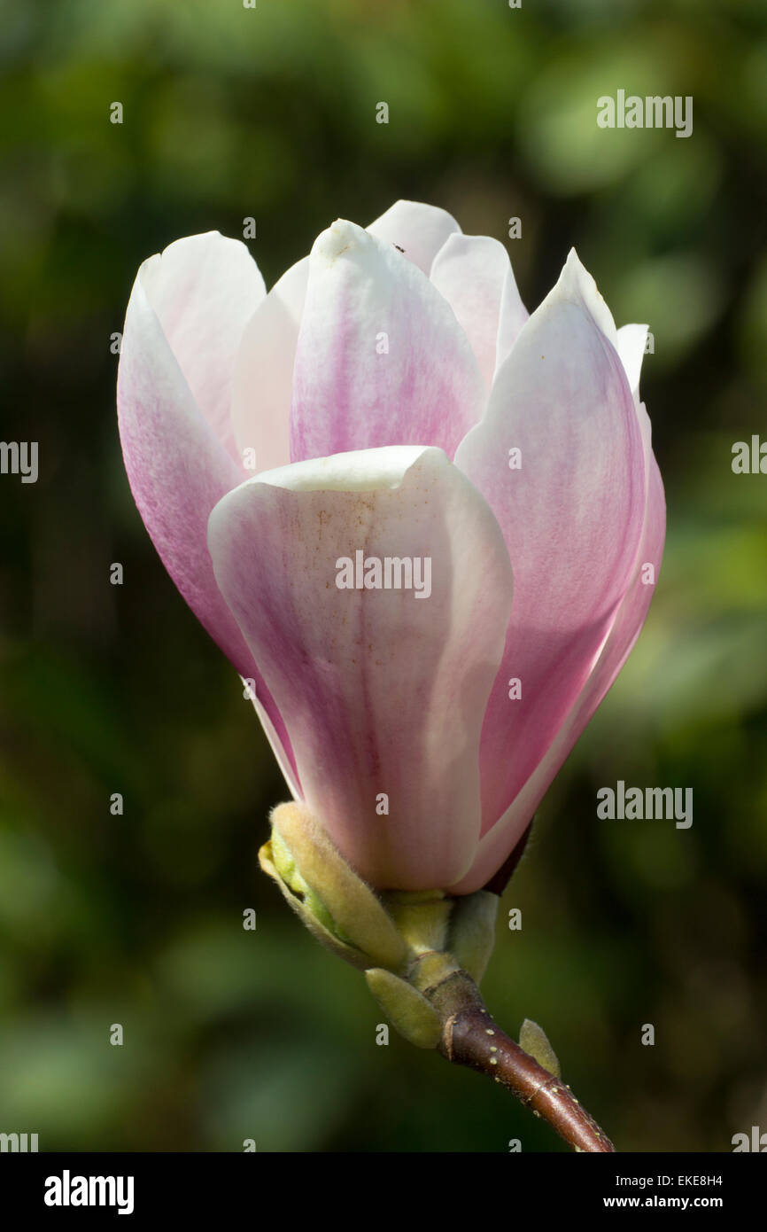 Fleur Simple De La Floraison De Printemps Petit Arbre