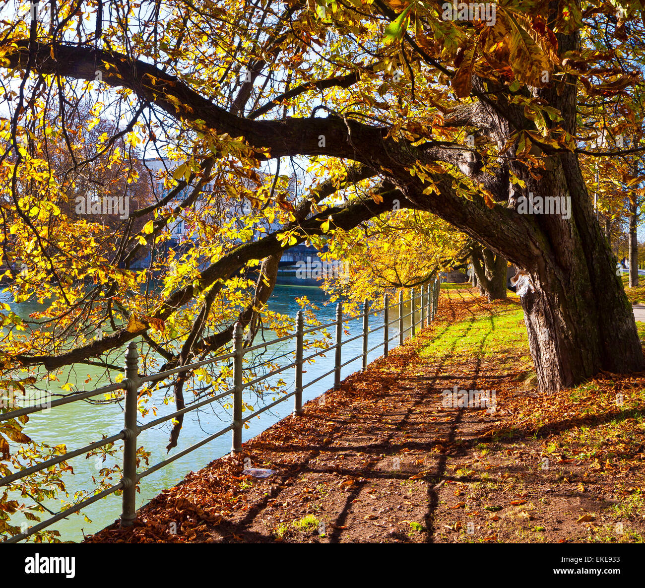 Munich, temps d'automne en rouge et feuillage doré le long de la rivière Isar, dans le centre ville. Banque D'Images