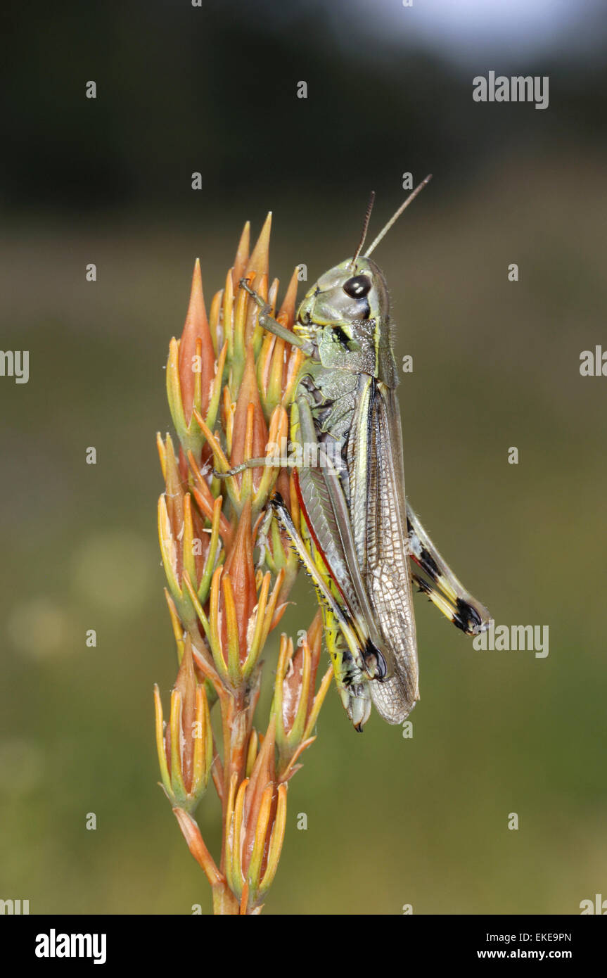 Grand Marais - Stethophyma grossum sauterelle Banque D'Images