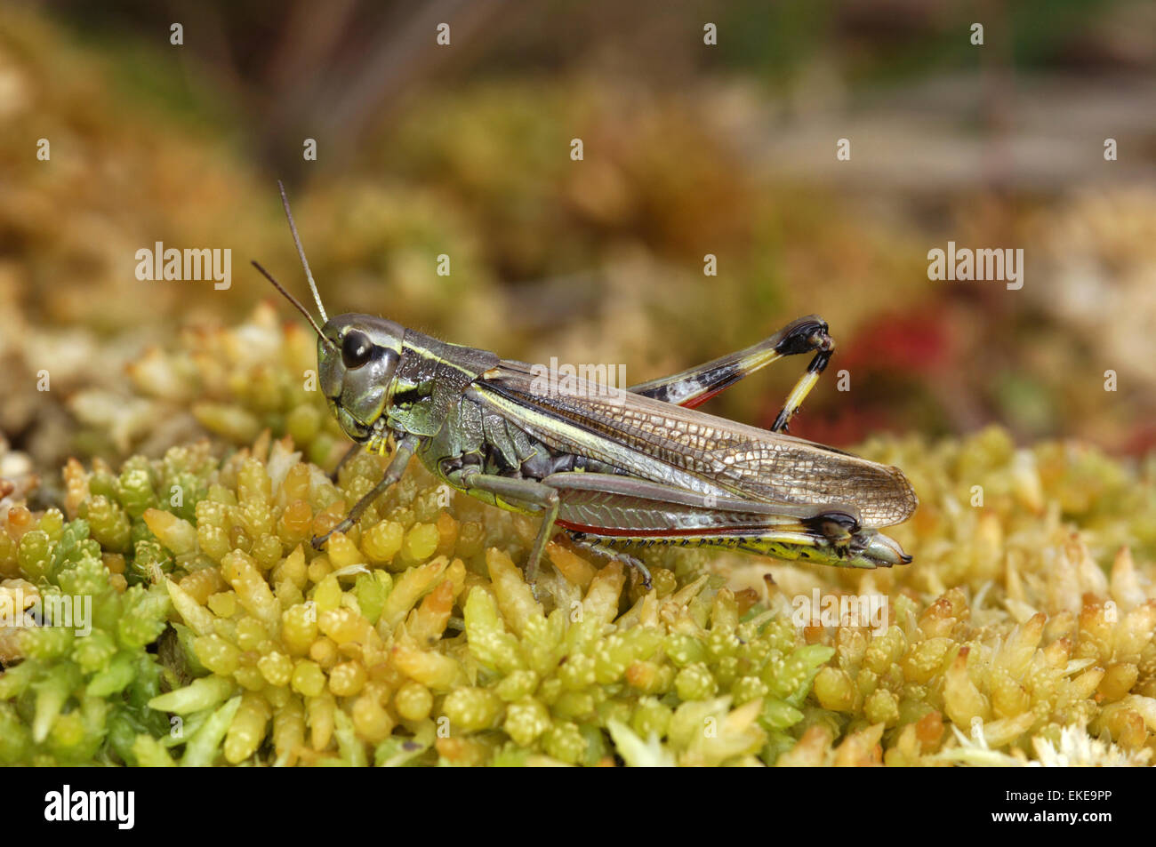 Grand Marais - Stethophyma grossum sauterelle Banque D'Images