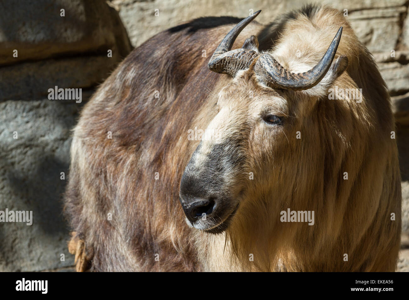 Gros plan d'une implantation, d'un mammifère souvent tibétain dans l'Himalaya. Cette photo a été prise à un zoo. Banque D'Images