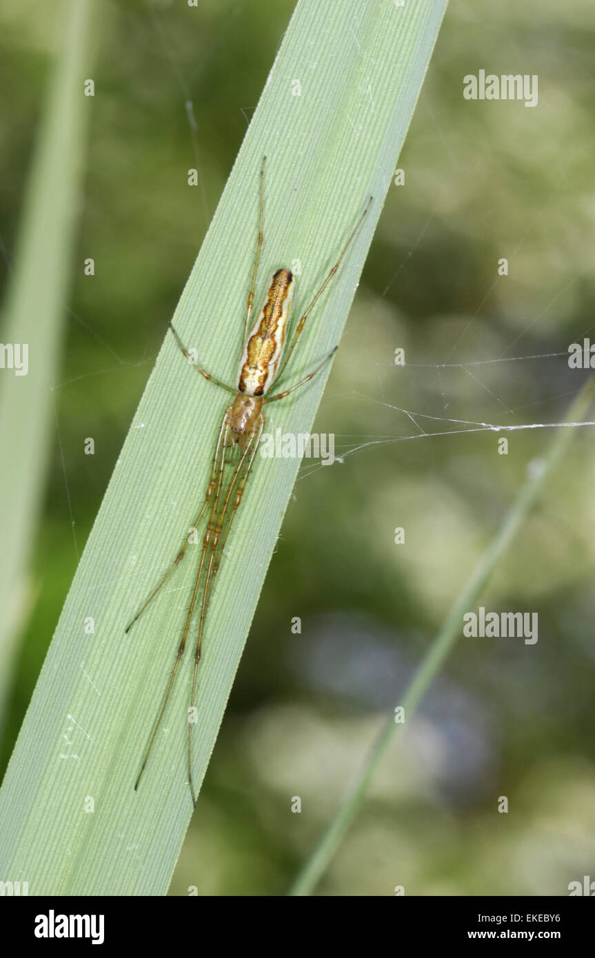 Tetragnatha extensa Banque D'Images