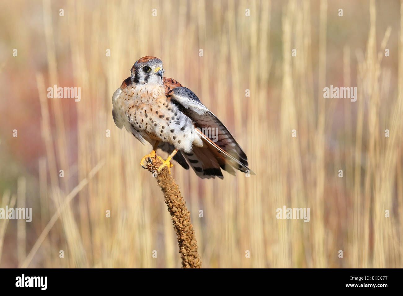 Crécerelle d'Amérique (Falco sparverius) assis sur une Molène Banque D'Images