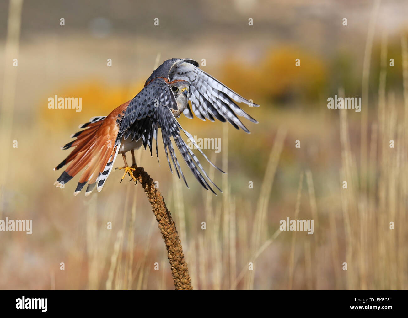Crécerelle d'Amérique (Falco sparverius) assis sur une Molène Banque D'Images