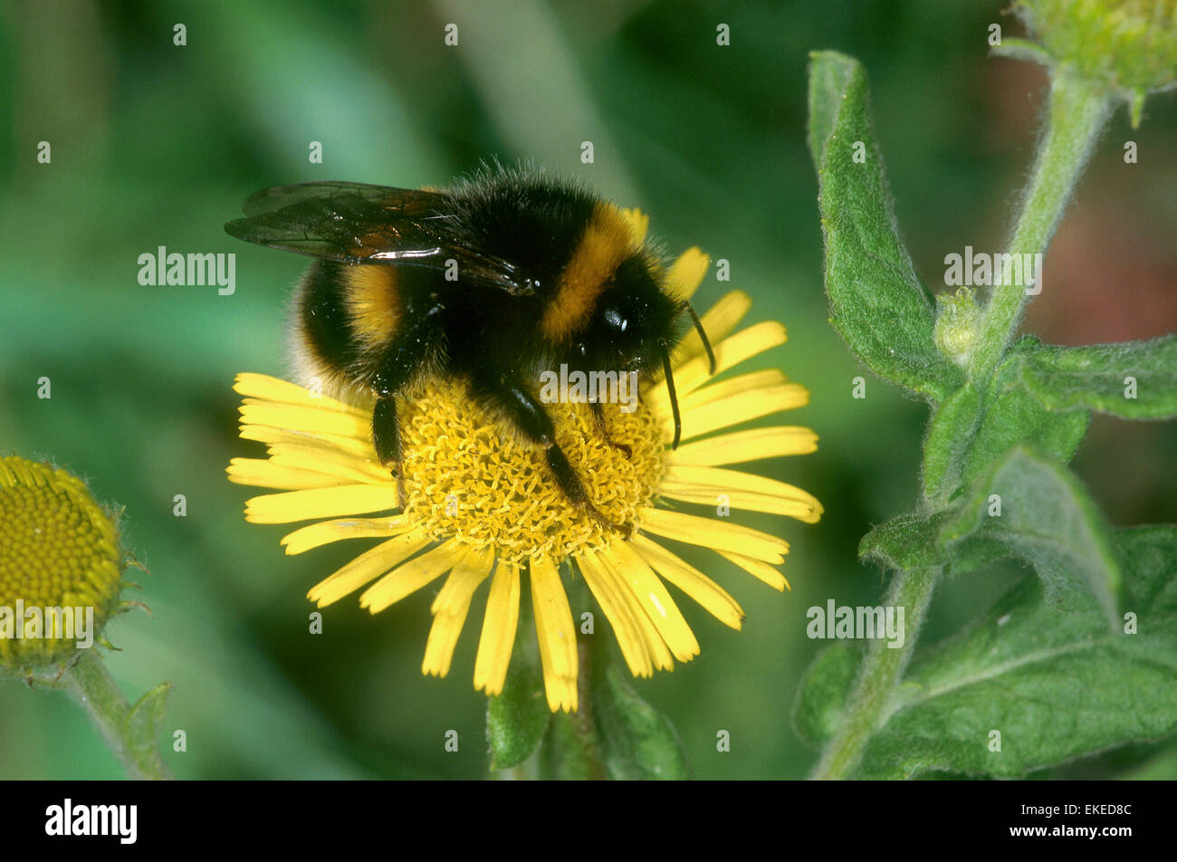 White-tailed Bumblebee- Bombus lucorum Banque D'Images