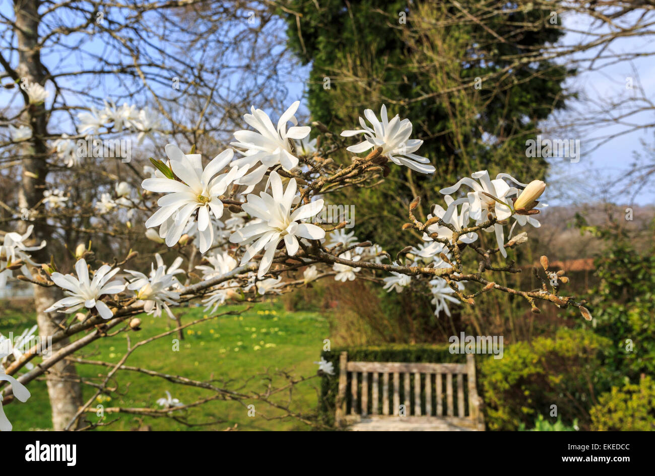 White Magnolia stellata et jardin en bois banquette dans le jardin d'Vann House près de Chichester et Hambledon, Surrey, UK au printemps Banque D'Images