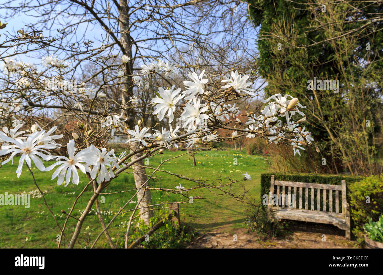 White Magnolia stellata et jardin en bois banquette dans le jardin d'Vann House près de Chichester et Hambledon, Surrey, UK au printemps Banque D'Images
