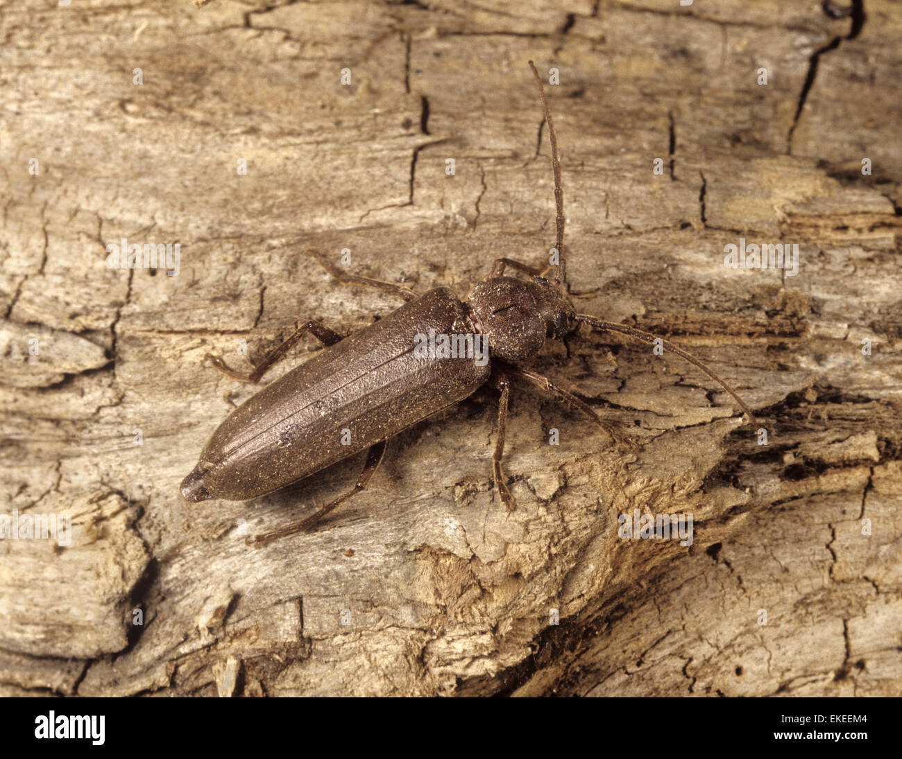 Longhorn Beetle - Criocephalus polonicus Banque D'Images