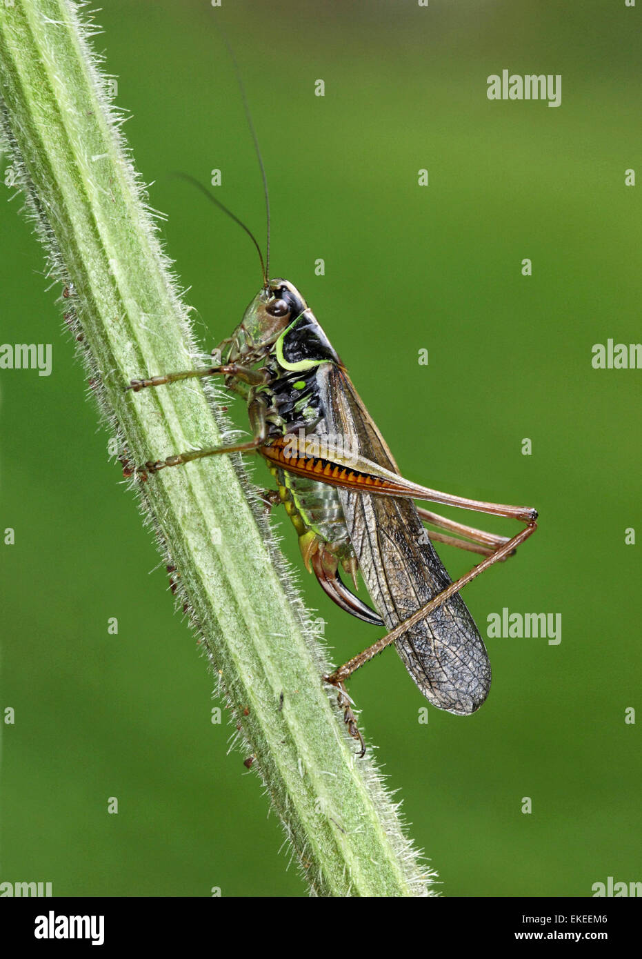 Roesel's Bush - Metrioptera roeselii Cricket - forme macropterous Banque D'Images