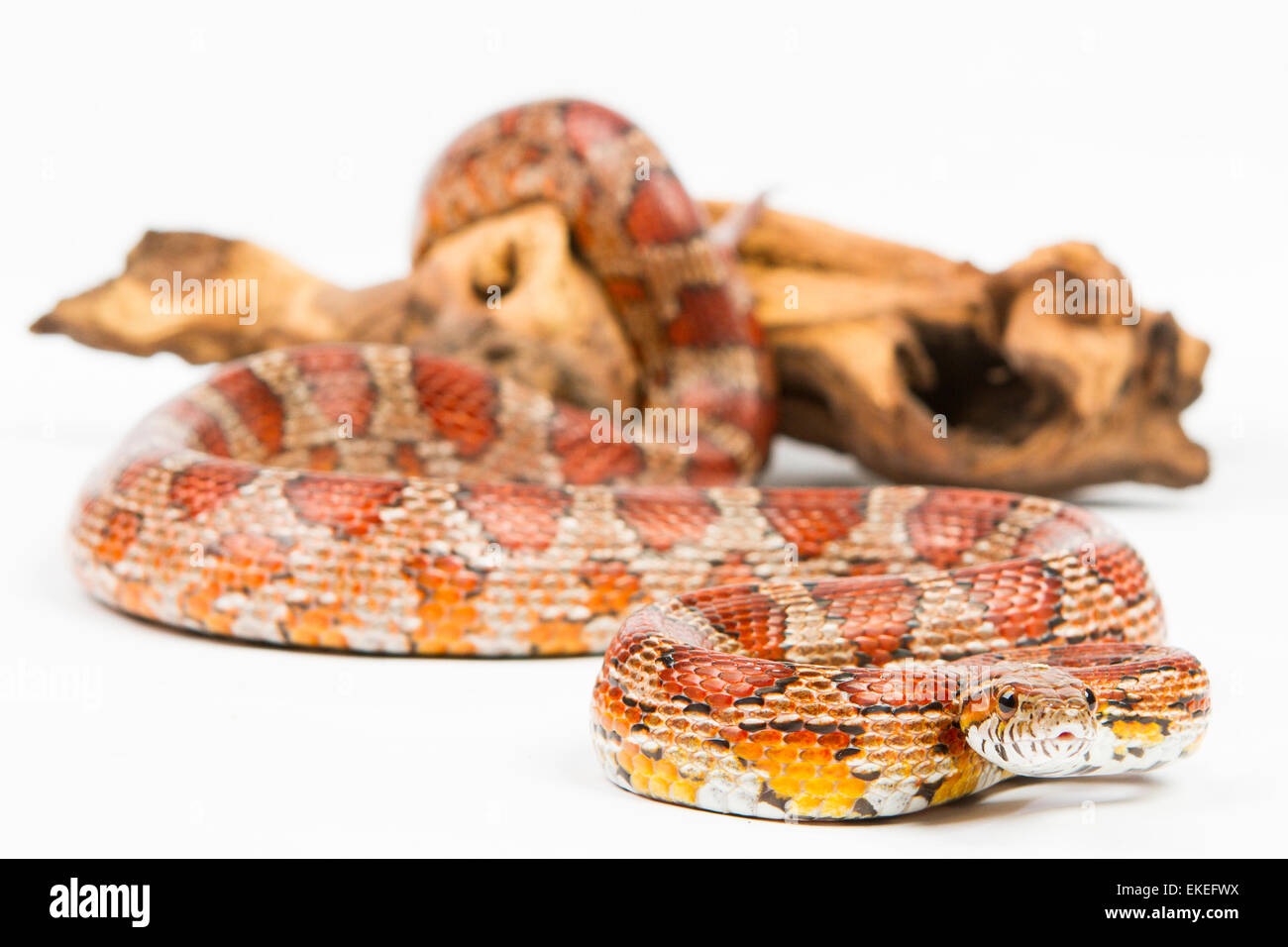 Elaphe guttata serpent..jeune boa constrictor sur fond blanc Banque D'Images