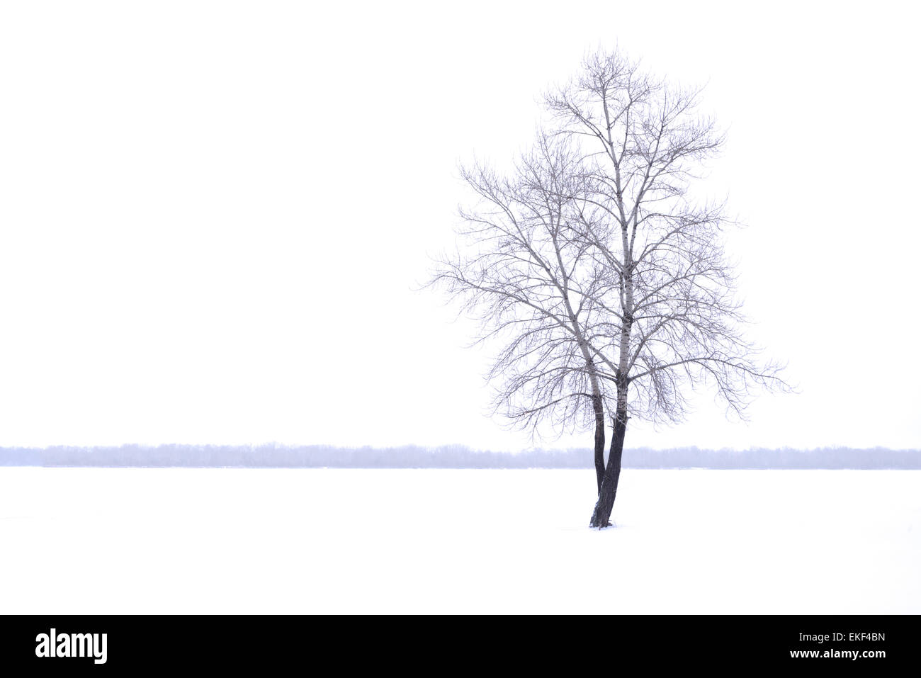 Paysage d'hiver avec lonely tree en temps de brouillard Banque D'Images