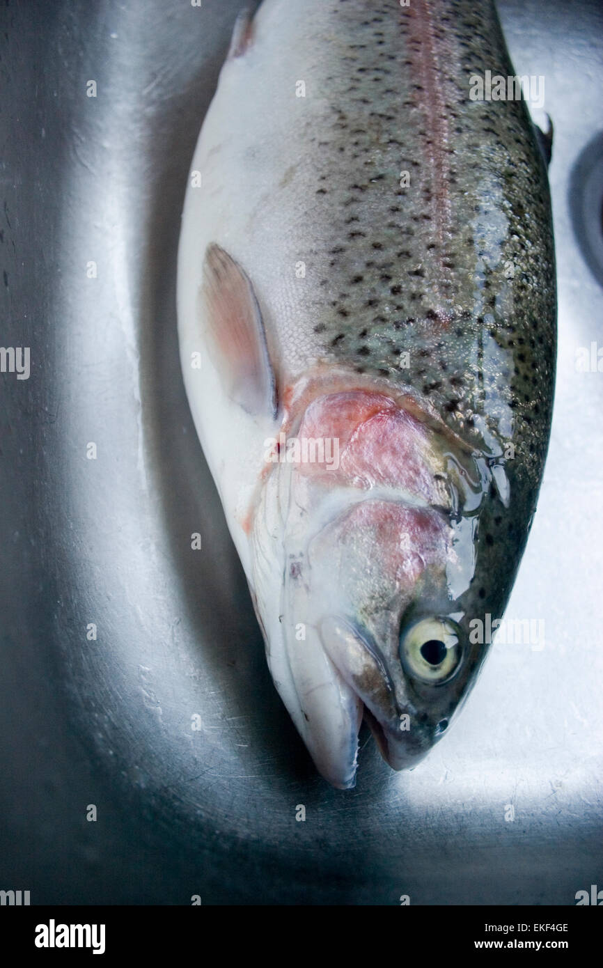 Rainbow Trout spotted fish eye Banque D'Images