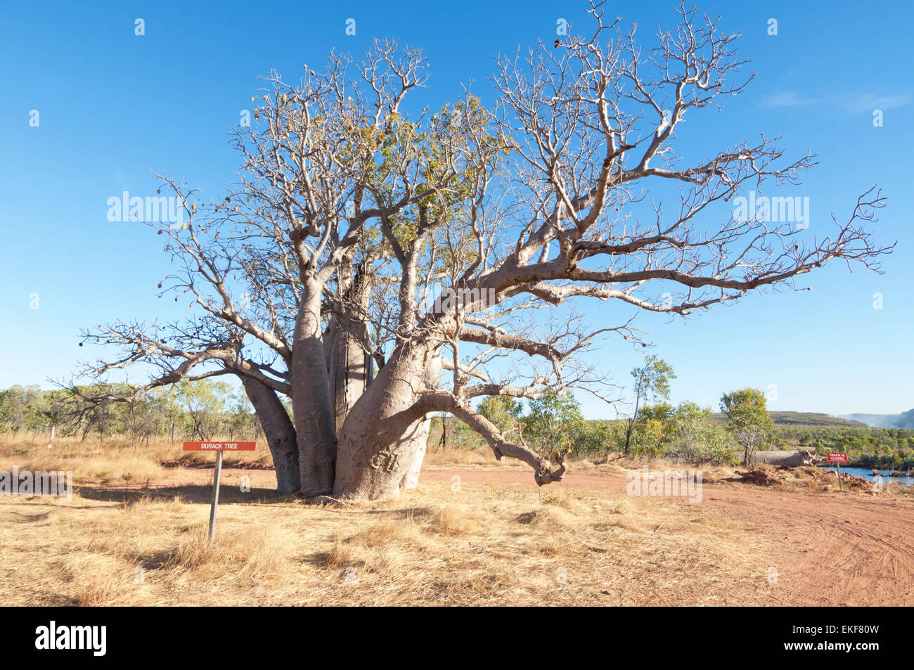 Arbre généalogique Durack, El Questro Wilderness Park, Kimberley, Western Australia, WA, Australia Banque D'Images