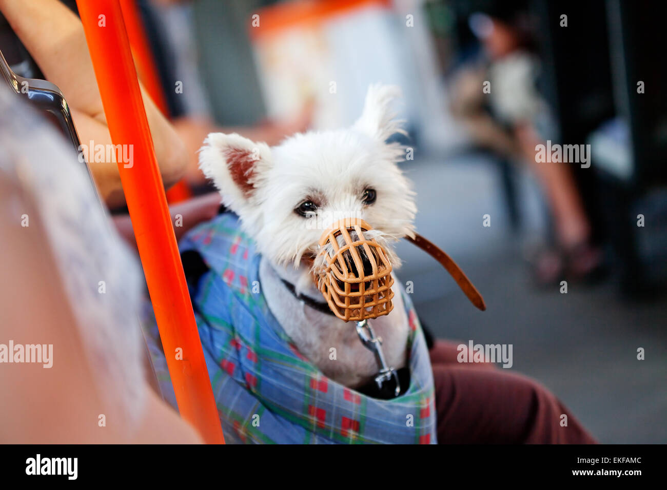 Chien dans un sac Banque de photographies et d’images à haute résolution Alamy