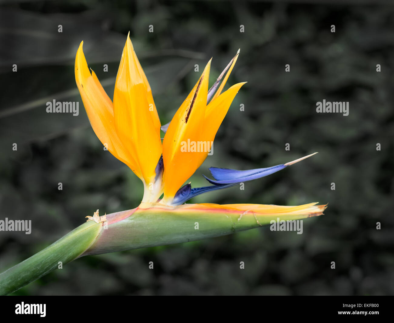 Fleur tropicale strelitzia close up, les oiseaux du paradis Banque D'Images