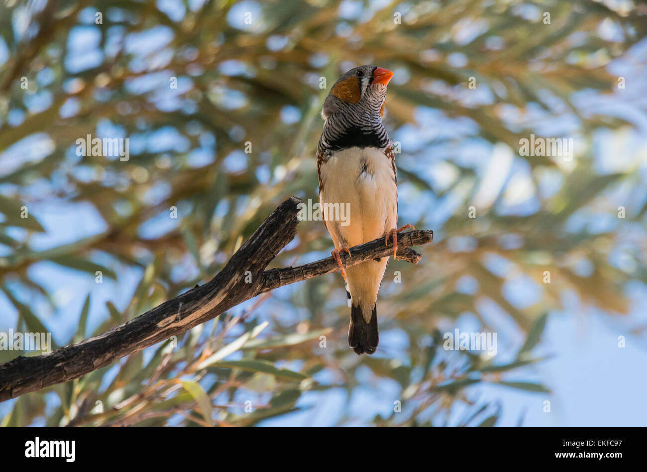 Taeniopygia guttata zebra Finch, perché dans un arbre, bloodwood Winton, Queensland, Australie Banque D'Images