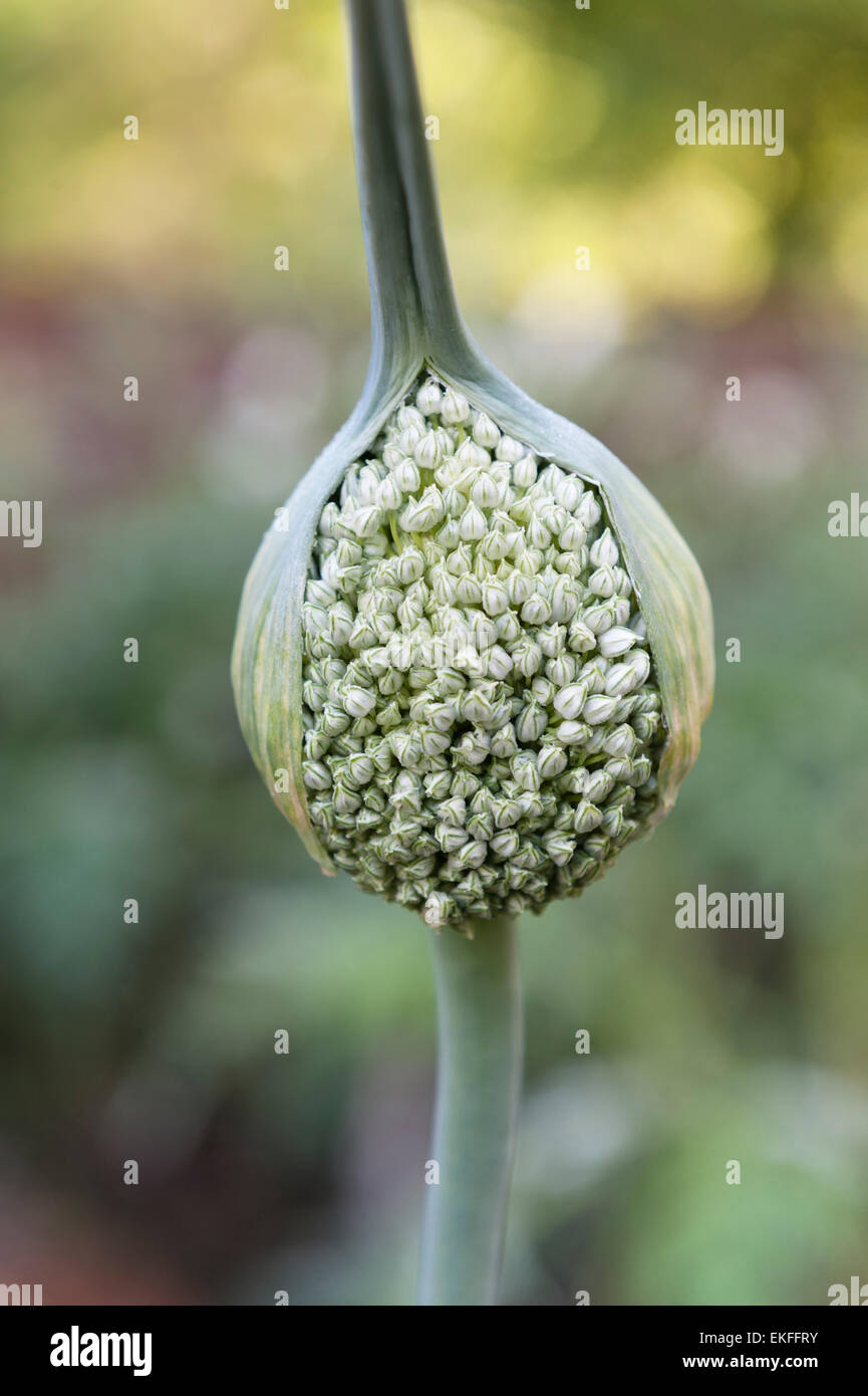 Allium ornementale sur la floraison, dans un jardin anglais Banque D'Images