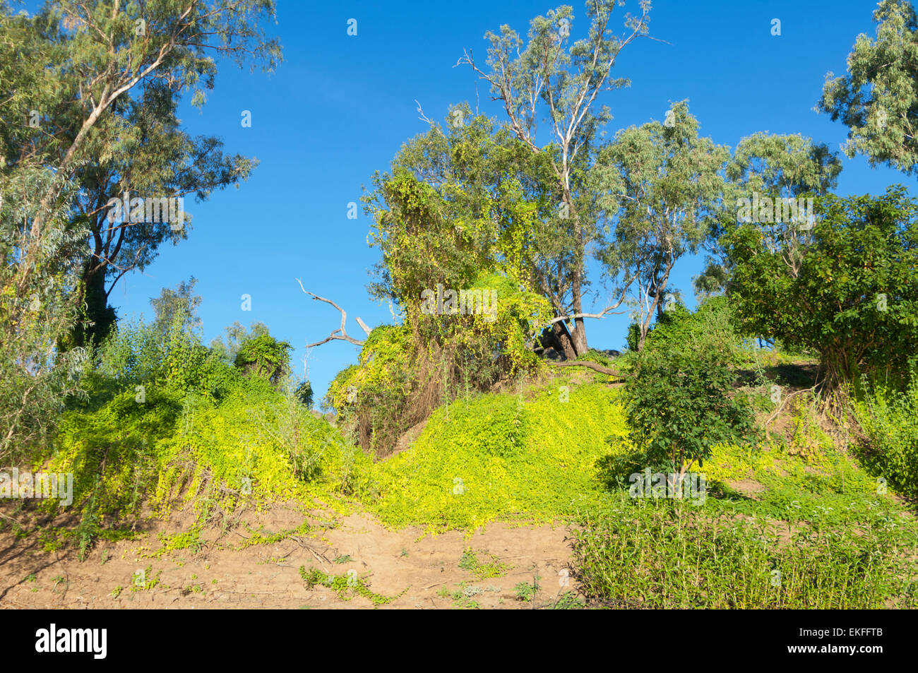 Le fruit de la vigne, les mauvaises herbes importés du Brésil ont été un problème dans la région de Kimberley, Australie occidentale Banque D'Images