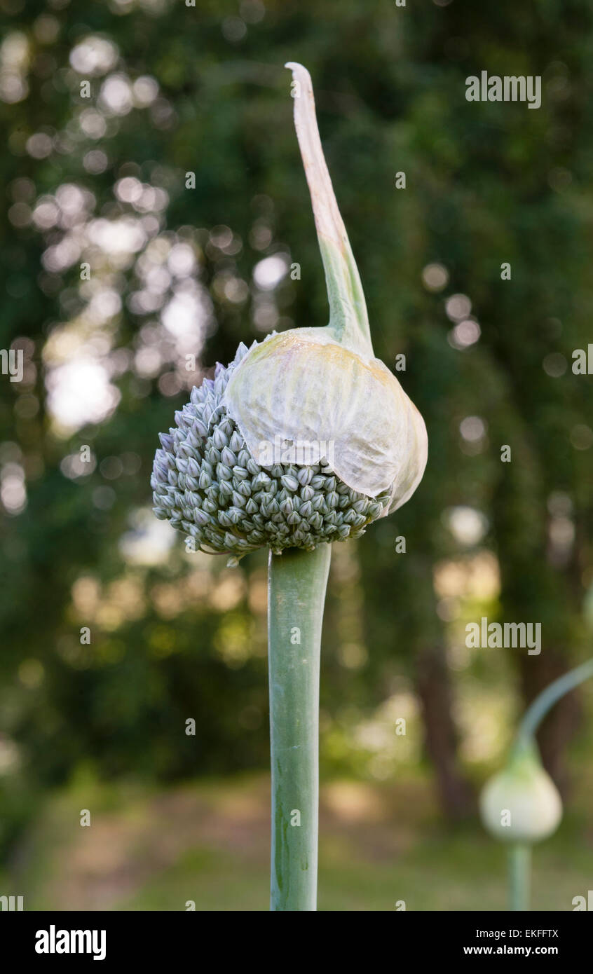 Allium ornementale sur la floraison, dans un jardin anglais Banque D'Images