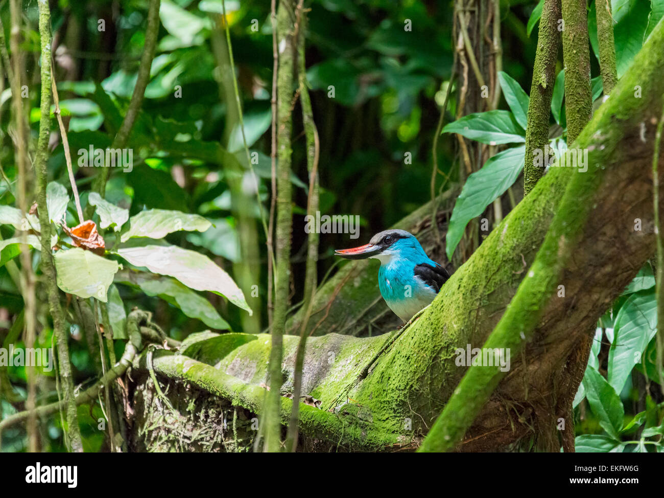 Blue breasted kingfisher Halcyon malimbica, Banque D'Images