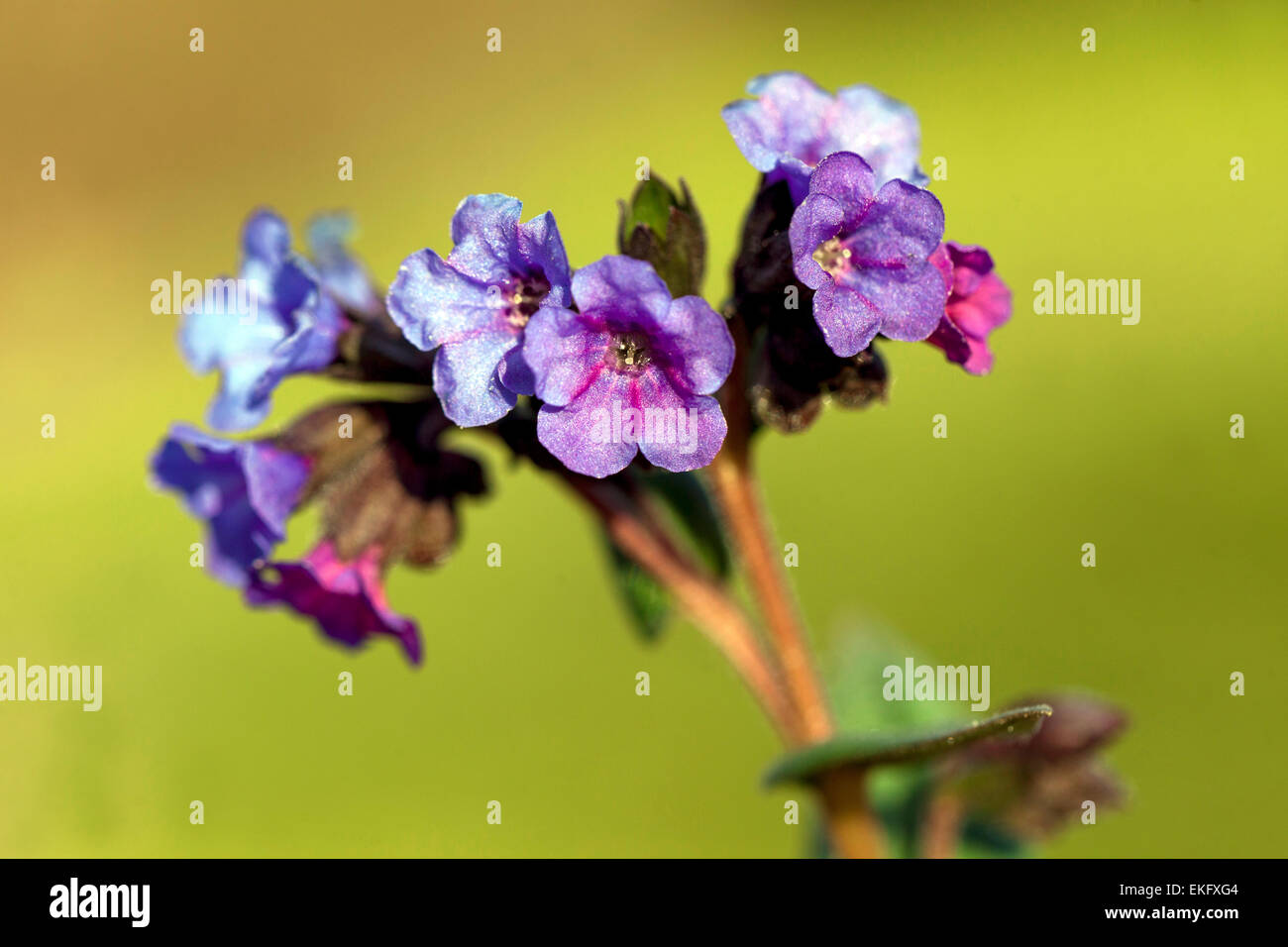 Pulmonaria officinalis, herbe de fleur bleue Banque D'Images