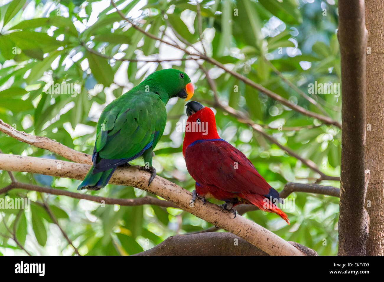Mâle et femelle eclectus roratus Eclectus parrot Banque D'Images