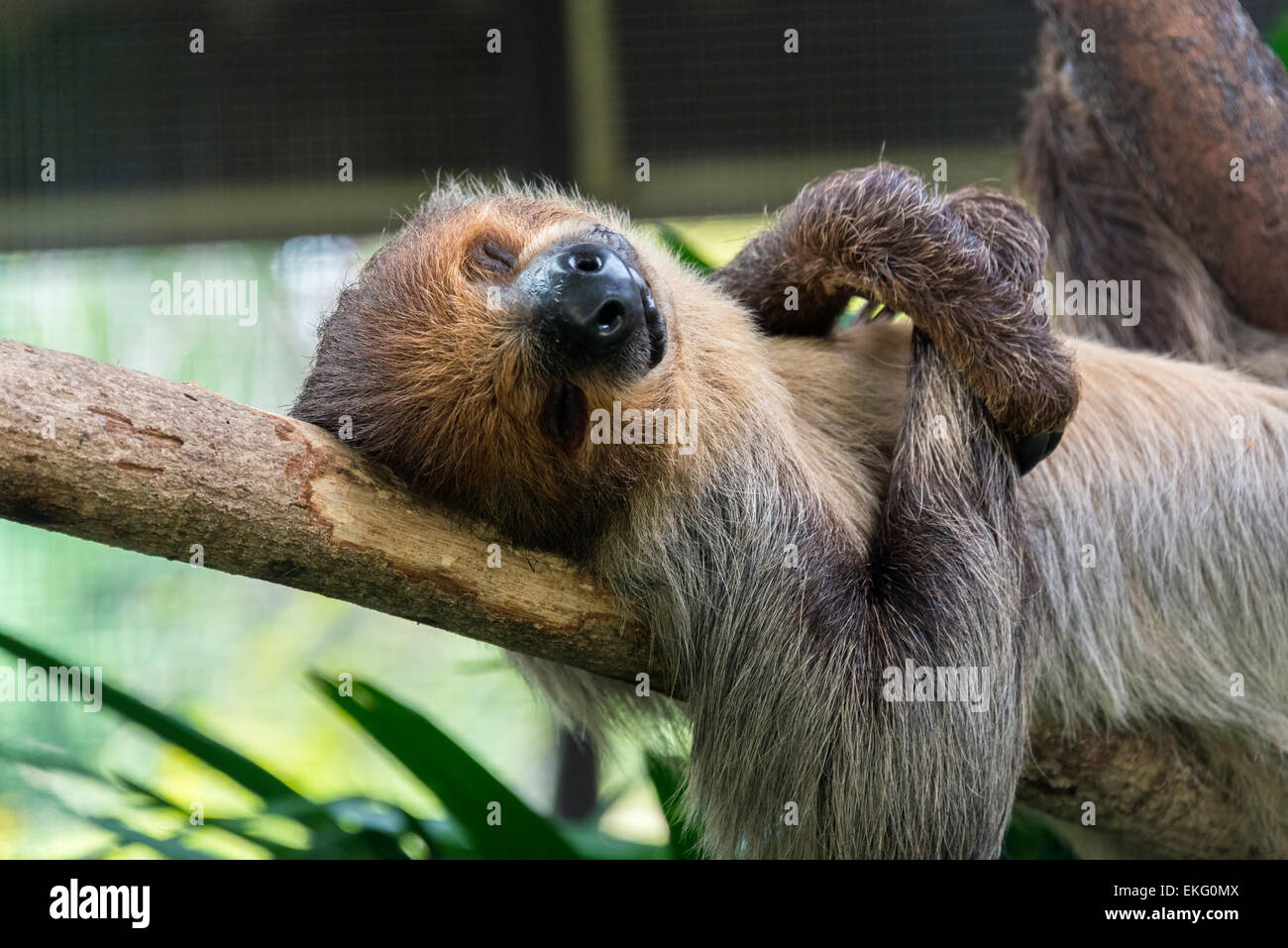 Deux orteils, sloth à Zoo de Singapour Choloepus didactylus Banque D'Images