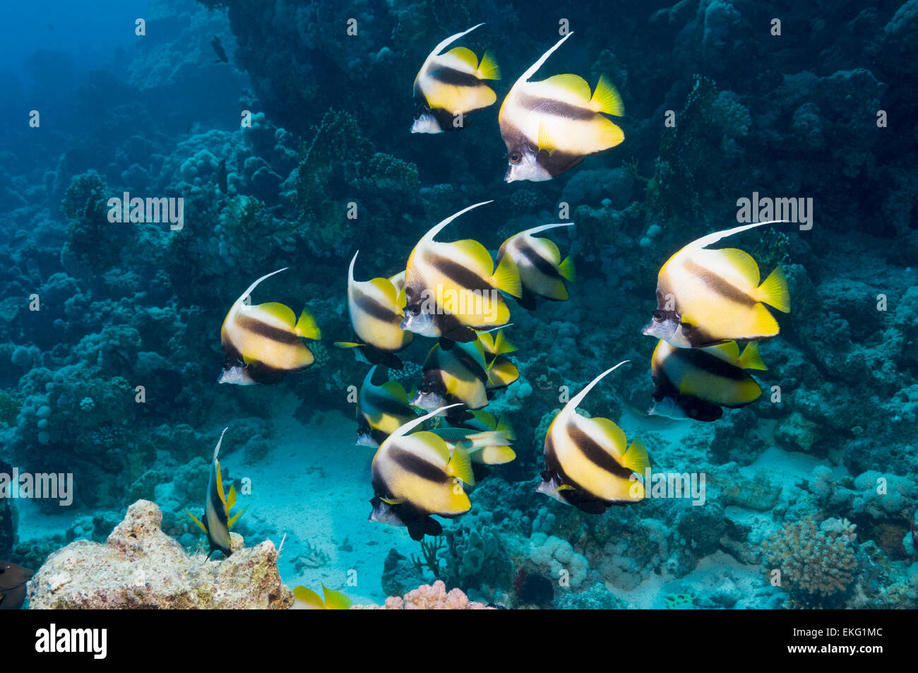 L'École de Mer Rouge bannerfish (Heniochus intermedius). Endémique. L'Egypte, Mer Rouge. Banque D'Images