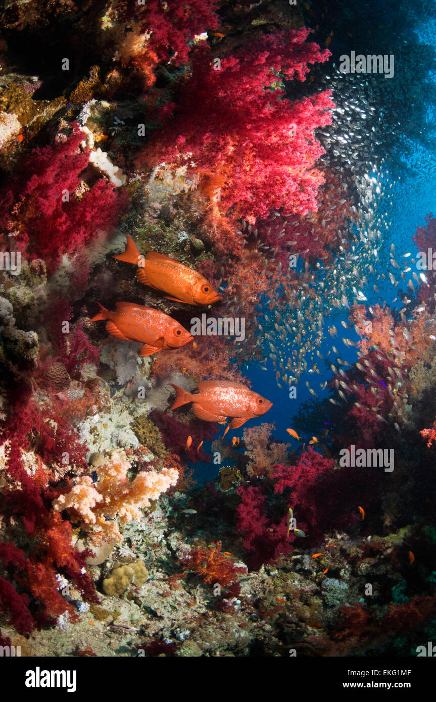 Coral reef with lyretail ou obèse Goggle-eye et une école de la Mer Rouge Egypte balayeuses Pygmée Banque D'Images
