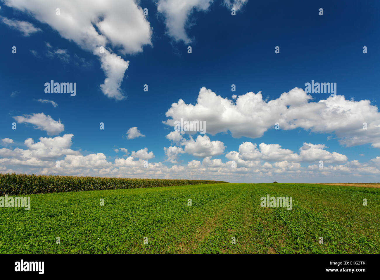 Blue cloudy sky au pré vert, printemps, campagne près de Czacz en Pologne, Europe Banque D'Images