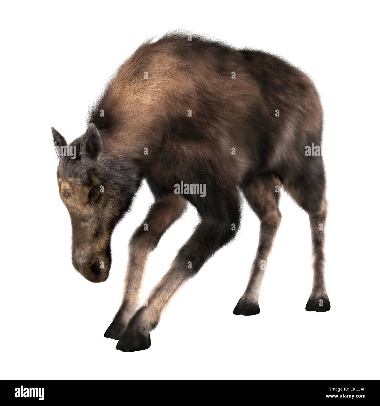 Numérique 3D render of a female moose isolé sur fond blanc Banque D'Images