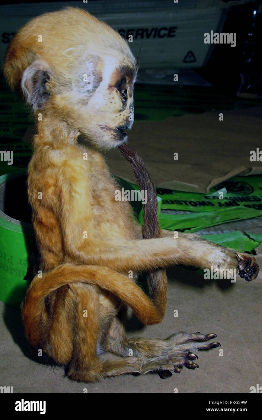 À l'aéroport international de Los Angeles, les agents des douanes et de la protection des frontières des États-Unis ont saisi près d'une demi-livre de viande d'éléphant illégale, un primate mort et 387 sacs à main en peau de serpent, de lézard et de crocodile d'un passager arrivant du Nigeria. L’opération met en lumière les efforts du CBP en matière de protection de la faune sauvage et de prévention du commerce illégal. Photo de Jaime Ruiz. Banque D'Images