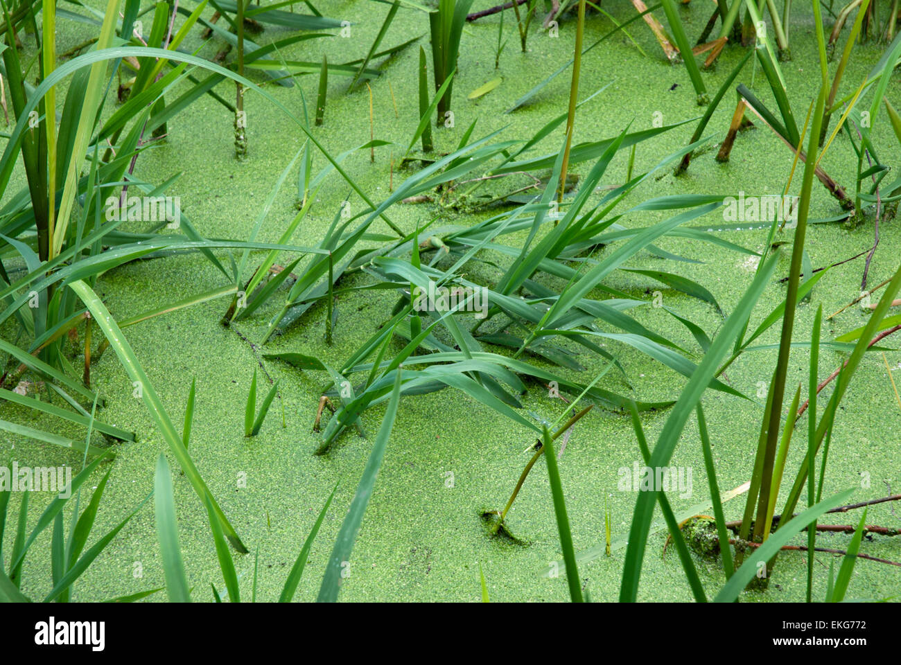 D'algues et de mauvaises herbes de l'étang Banque D'Images