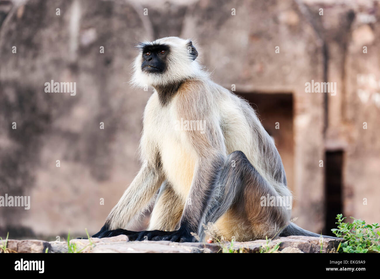 Singe à face noire (aka Langur indien ou Gray Langur) (Semnopithecus animaux singe), le Fort de Ranthambore, Rajasthan, Inde Banque D'Images