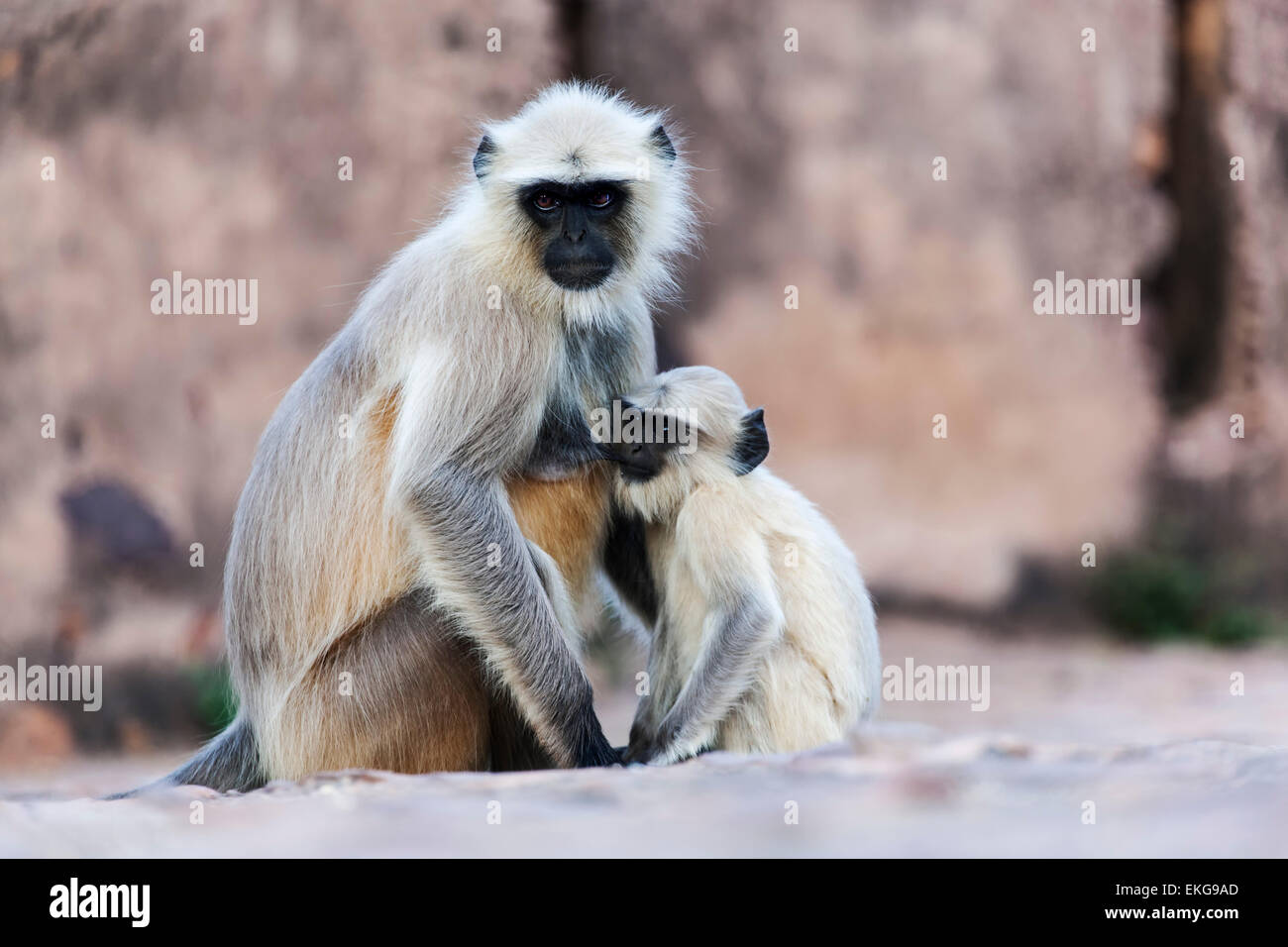 Singe à face noire (aka Langur indien ou Gray Langur) (Semnopithecus animaux singe) avec bébé, Ranthambore Fort, Rajasthan, Inde Banque D'Images