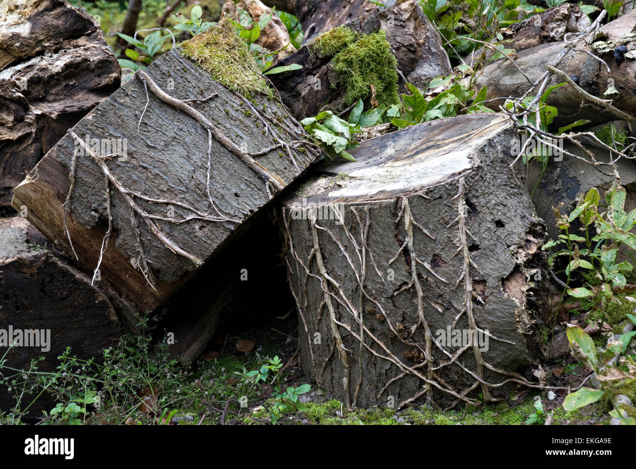 Grumes de bois de feu Banque D'Images