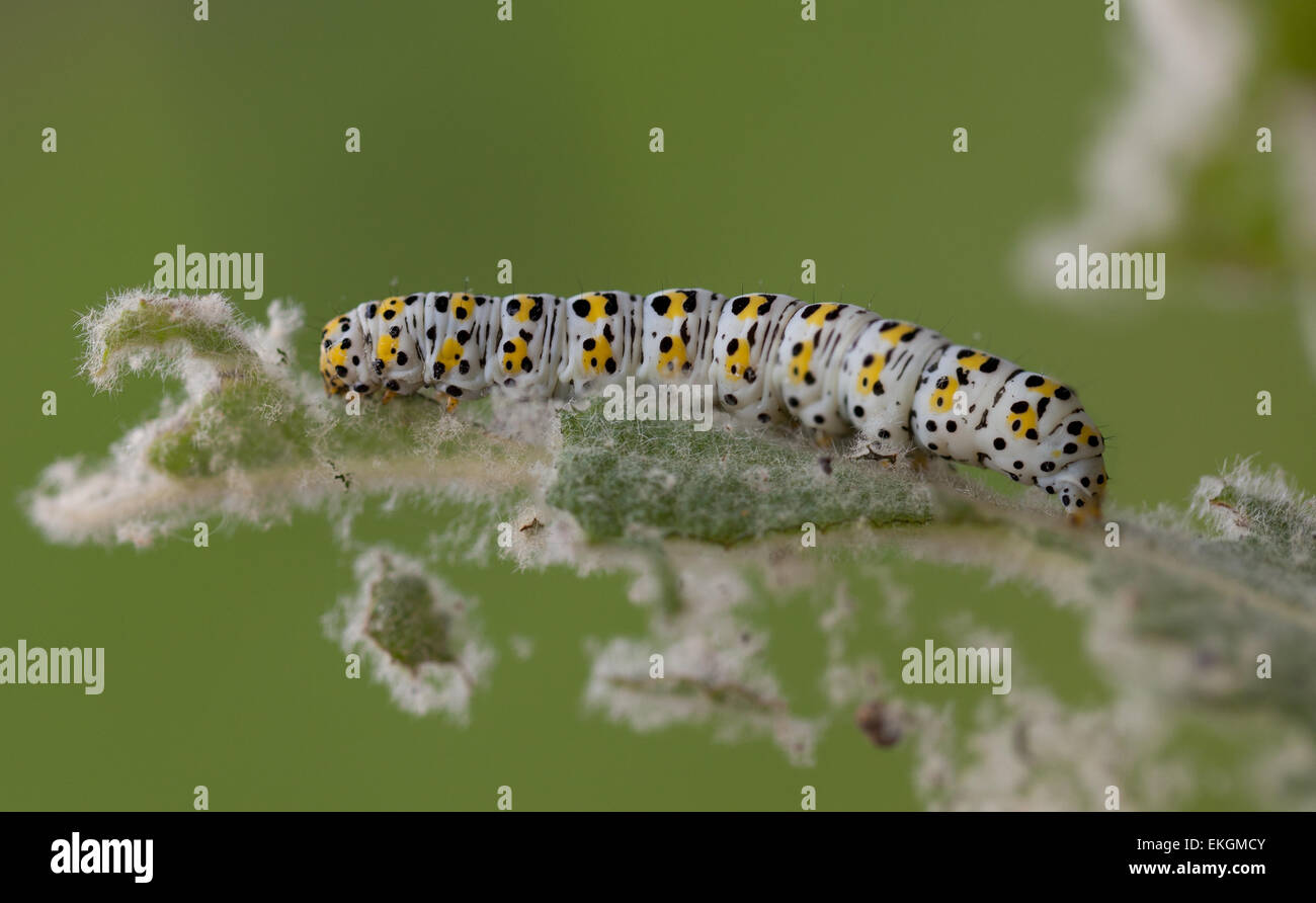 Mullein moth caterpillar, se nourrissant d'une feuille Banque D'Images