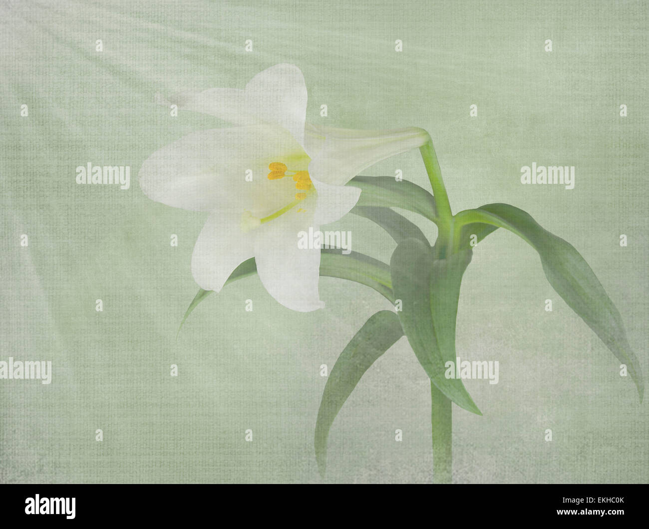 Fleur de lys de Pâques avec les rayons de lumière et la texture de fond de page. Banque D'Images