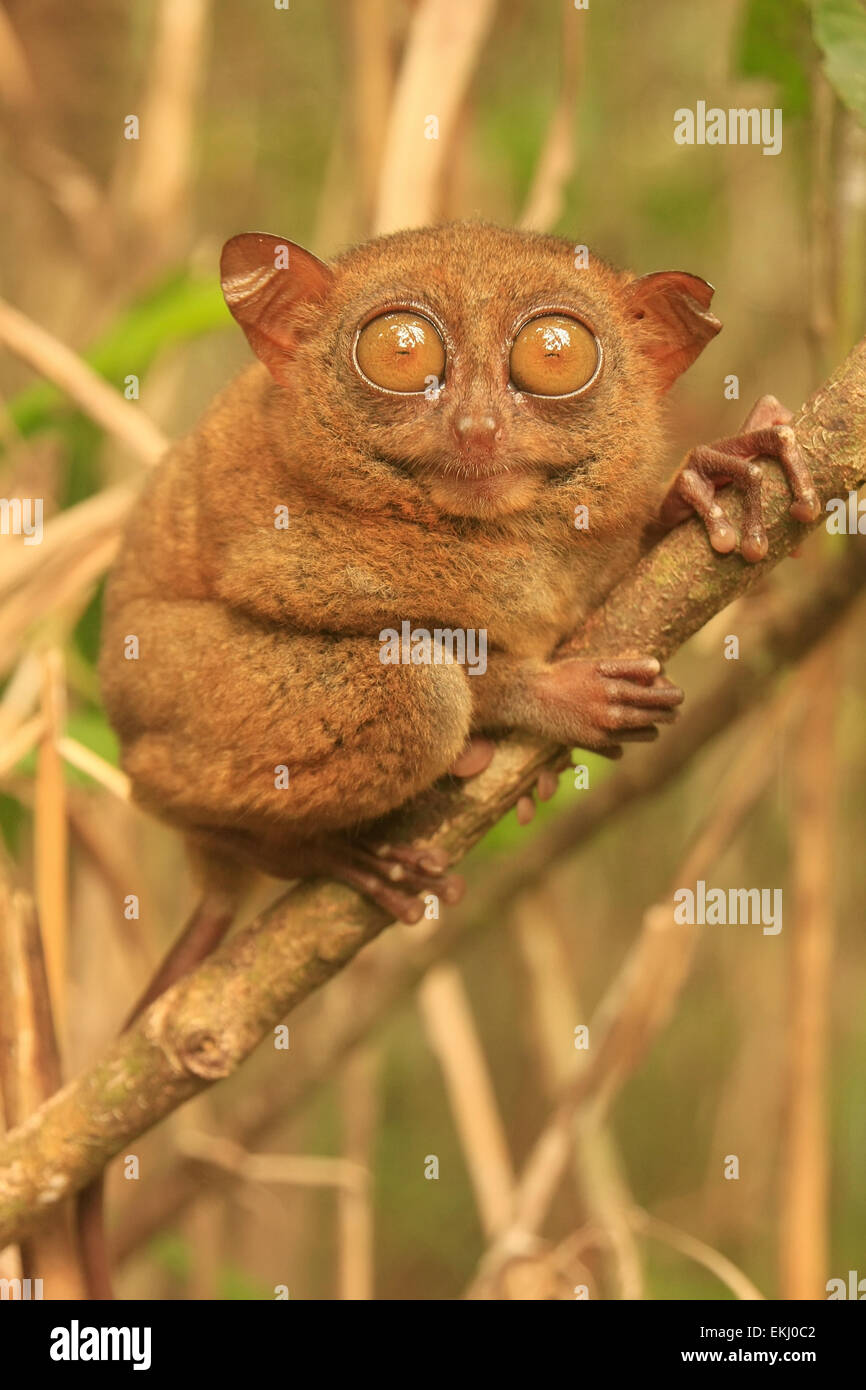 Assis sur un arbre Tarsier, île de Bohol, Philippines, en Asie du sud-est Banque D'Images