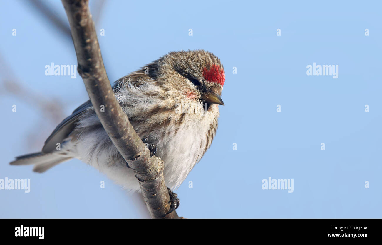 Femme le sizerin flammé Carduelis flammea, oiseau, sur une branche contre le ciel bleu Banque D'Images