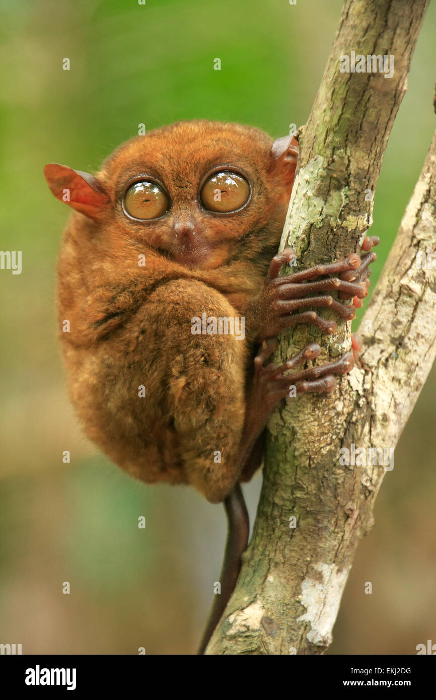 Assis sur un arbre Tarsier, île de Bohol, Philippines, en Asie du sud-est Banque D'Images