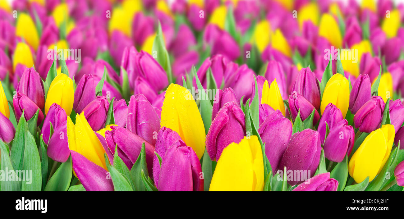 Beau bouquet de tulipes colorées de fleurs. Banque D'Images