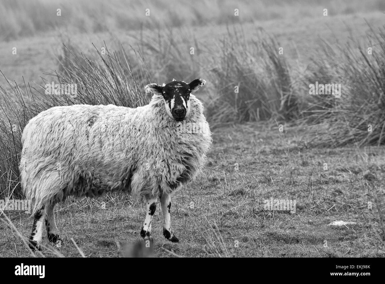 Tourné en noir et blanc d'un mouton dans la brume sur la dent est tombée, Cumbria, Angleterre. Face à l'objectif d'alerte. Banque D'Images
