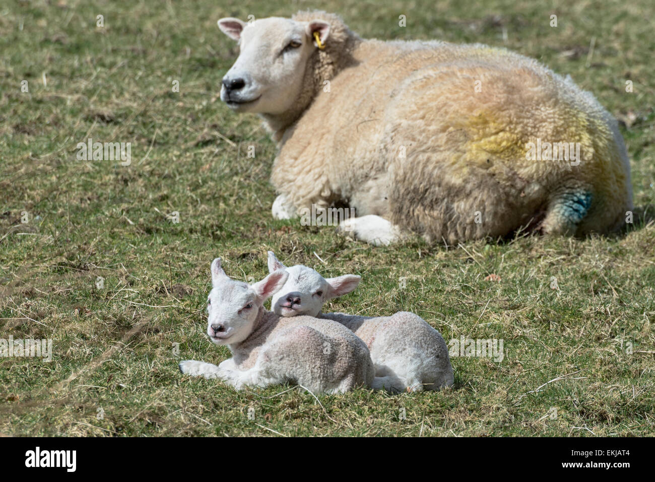 Une brebis et agneaux nouveau-né près de Rosthwaite en Cumbria, Angleterre sur une journée de printemps ensoleillée Banque D'Images