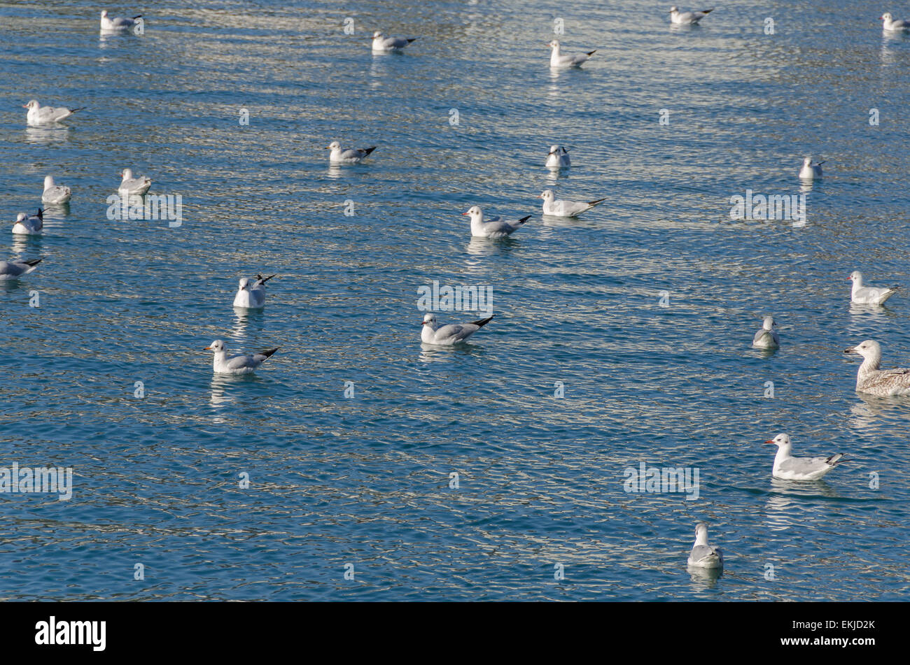 Troupeau de goélands reposant sur la mer de Gênes Banque D'Images