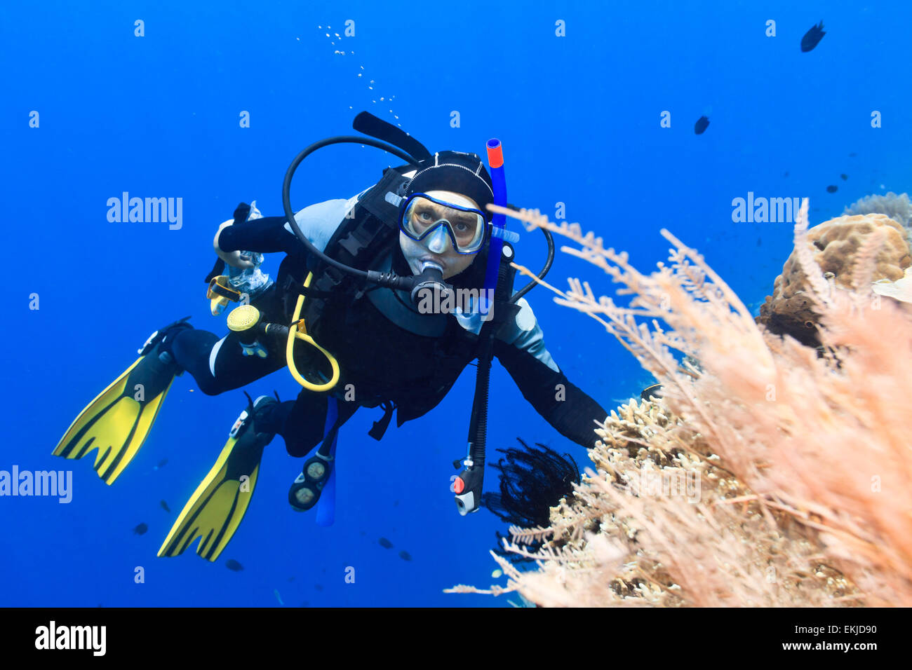 Sous-marin plongeur autonome à proximité de coral reef Banque D'Images