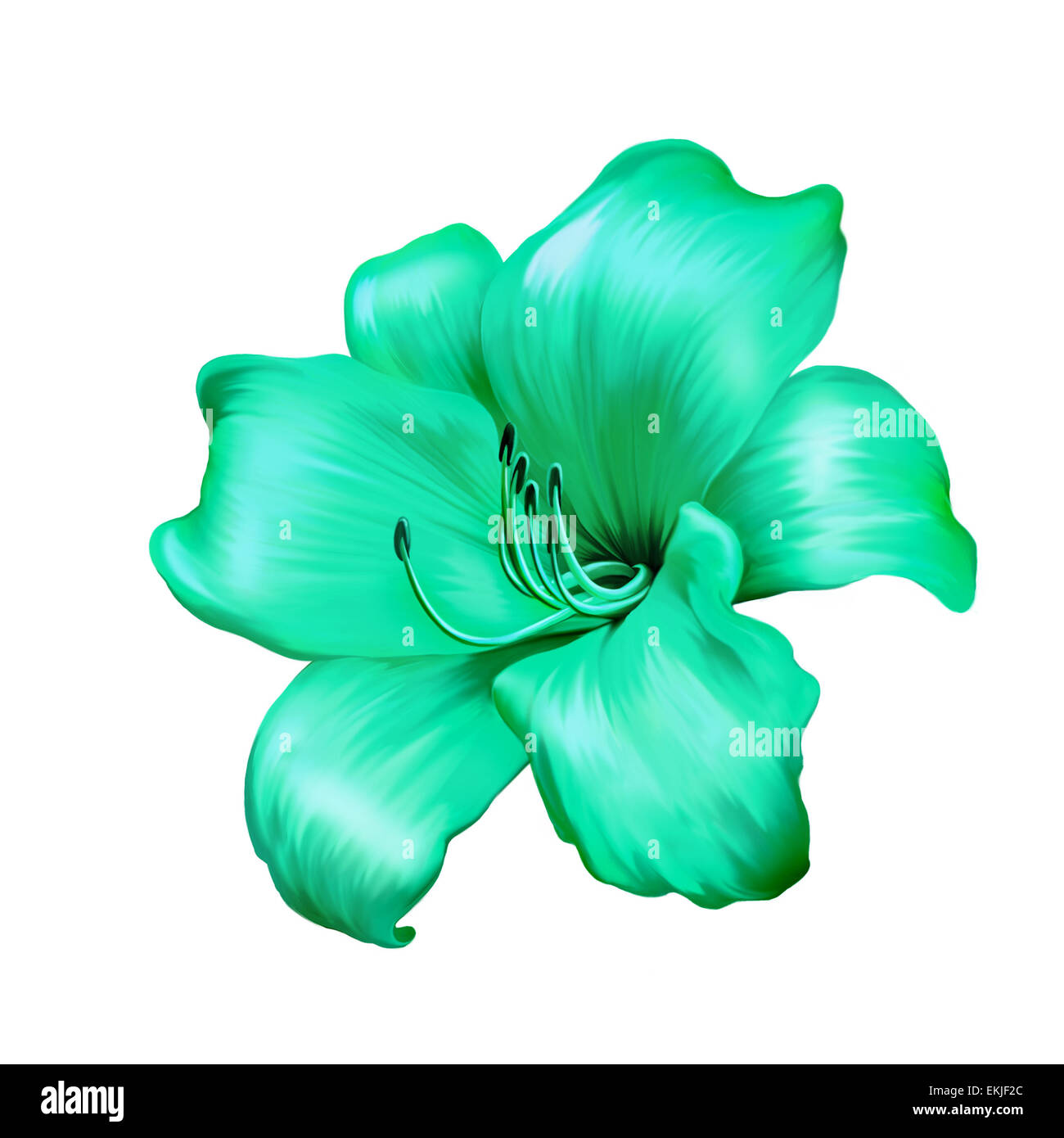 Illustration de la fleur de lys bleu vert isolé sur fond blanc Photo Stock  - Alamy