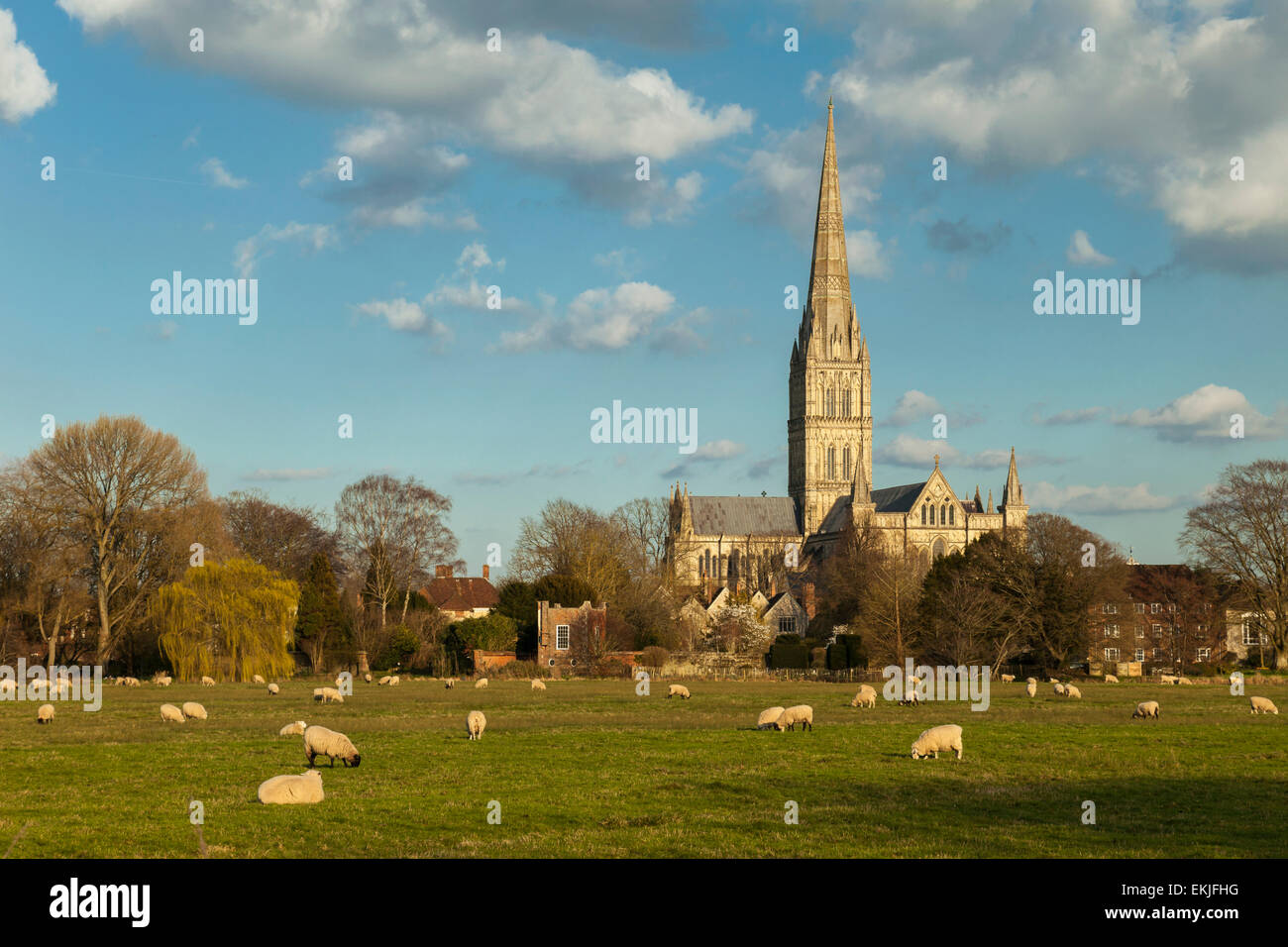 Après-midi de printemps à la cathédrale de Salisbury. Banque D'Images