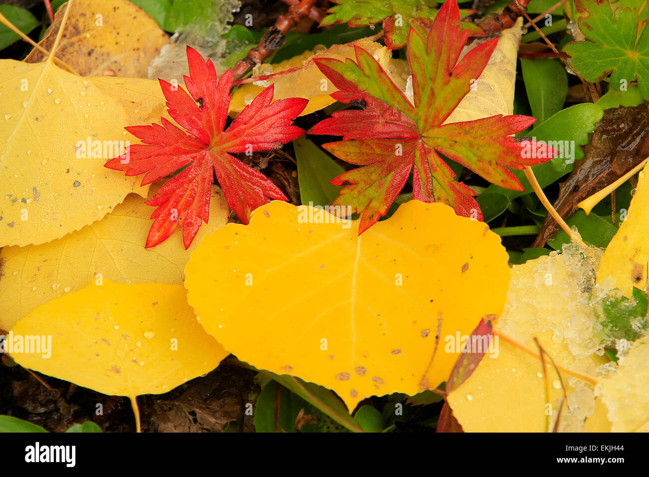 Close up de feuillages colorés avec la couleur de l'automne Banque D'Images