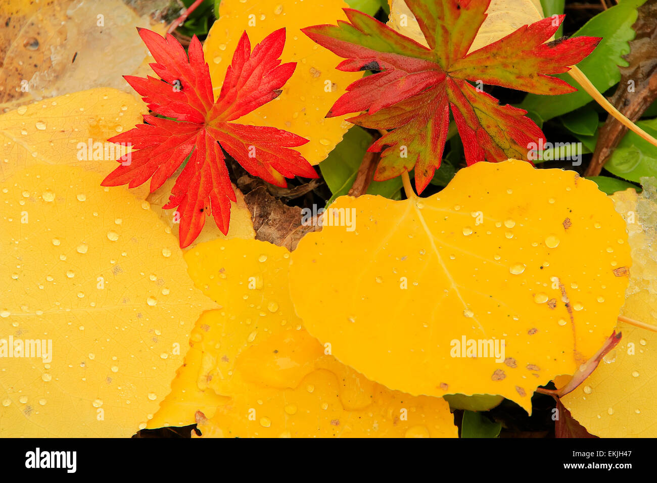 Close up de feuillages colorés avec la couleur de l'automne Banque D'Images
